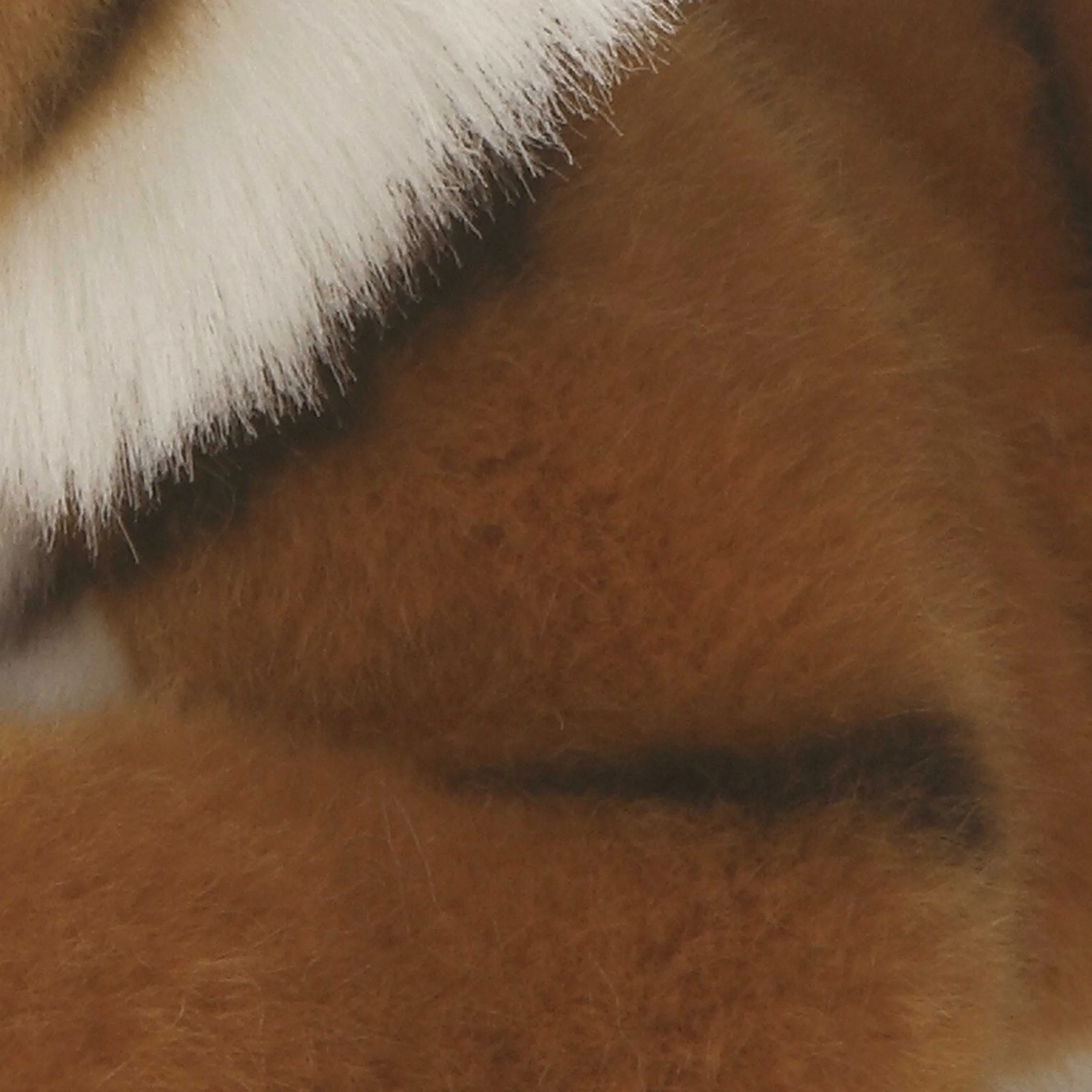 Best - Miyoni® - Bengal Tiger Miyoni®