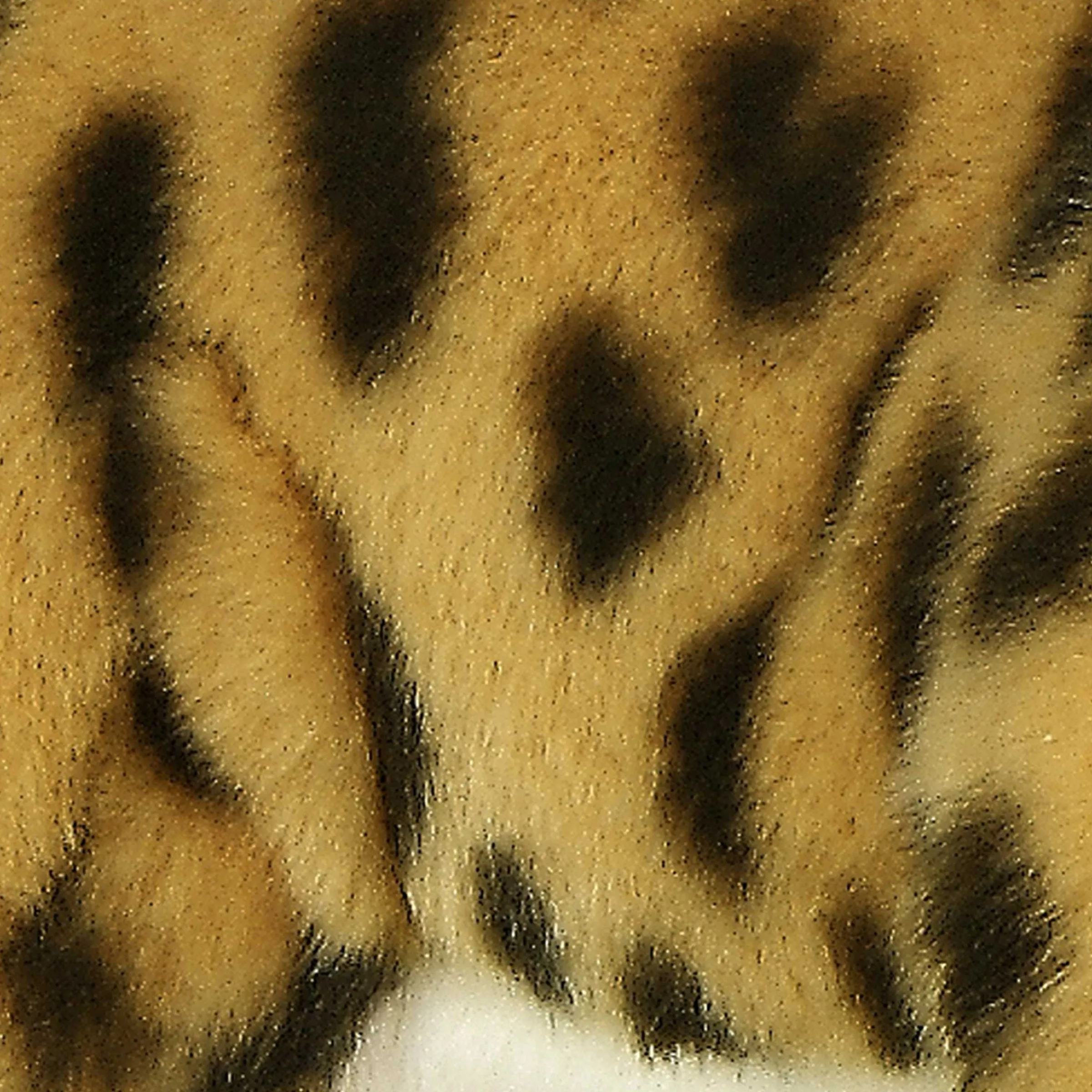 Online - Miyoni® - Cheetah Miyoni®