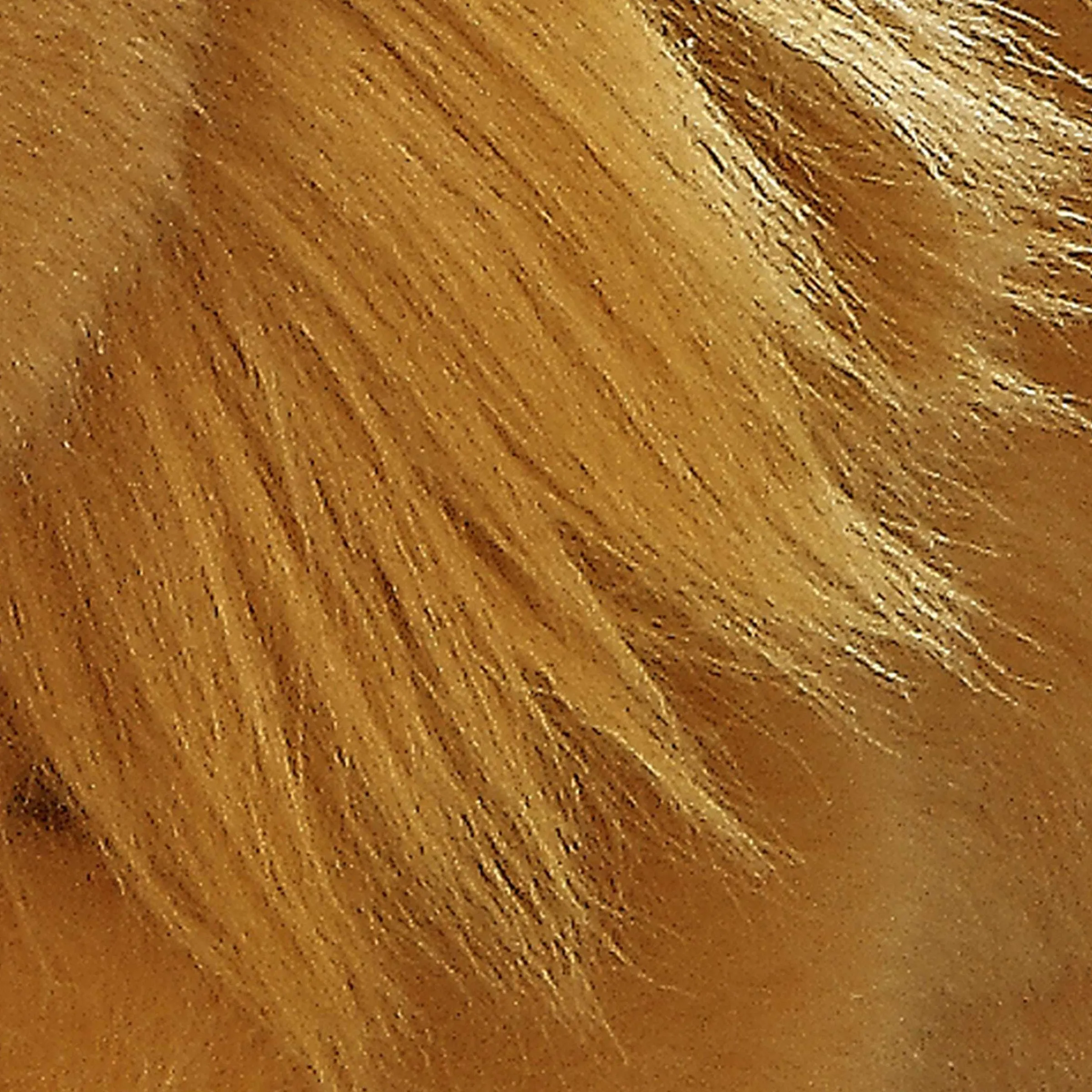 Discount - Miyoni® - Lion Miyoni®