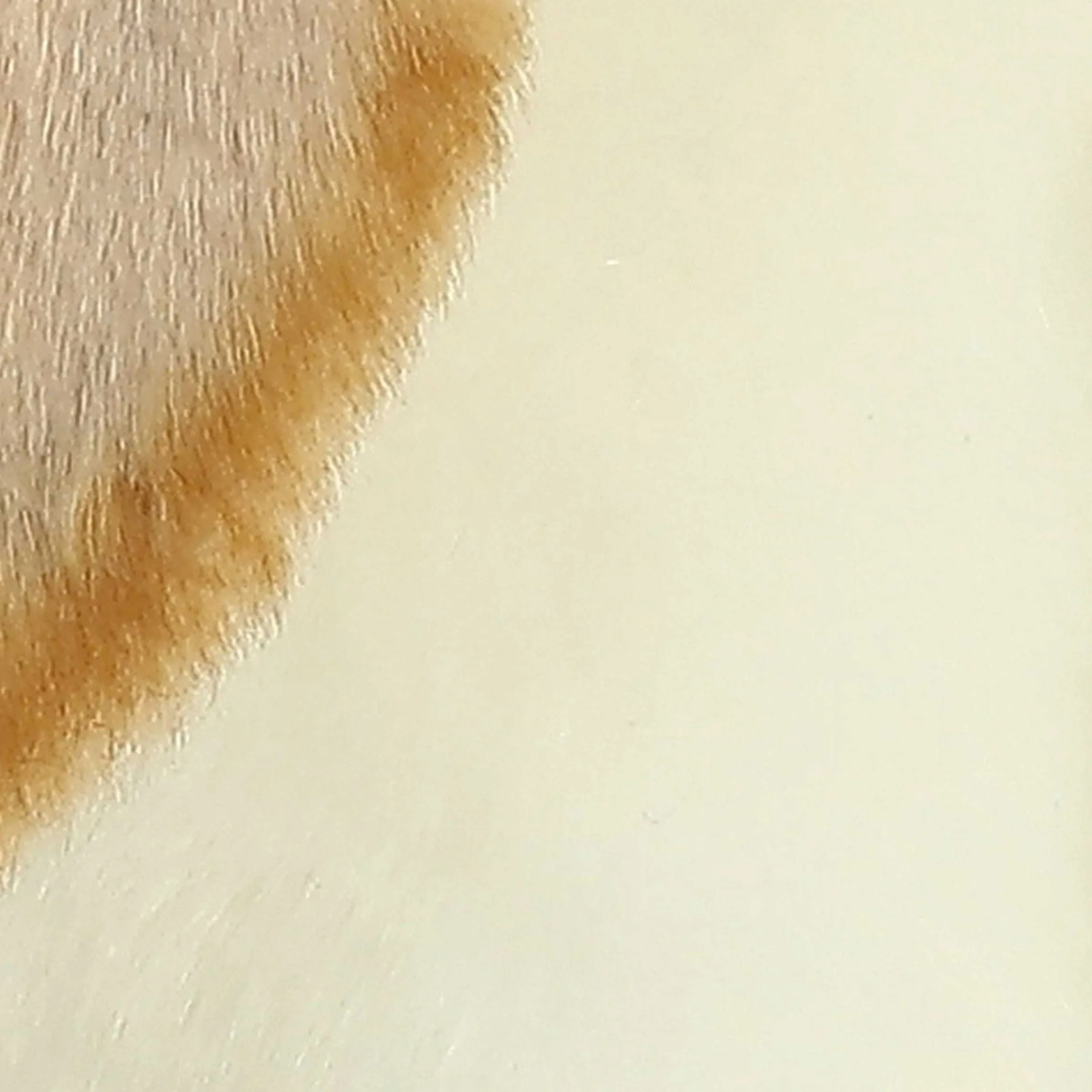 Clearance - Miyoni® - Lop Eared Rabbit Miyoni®