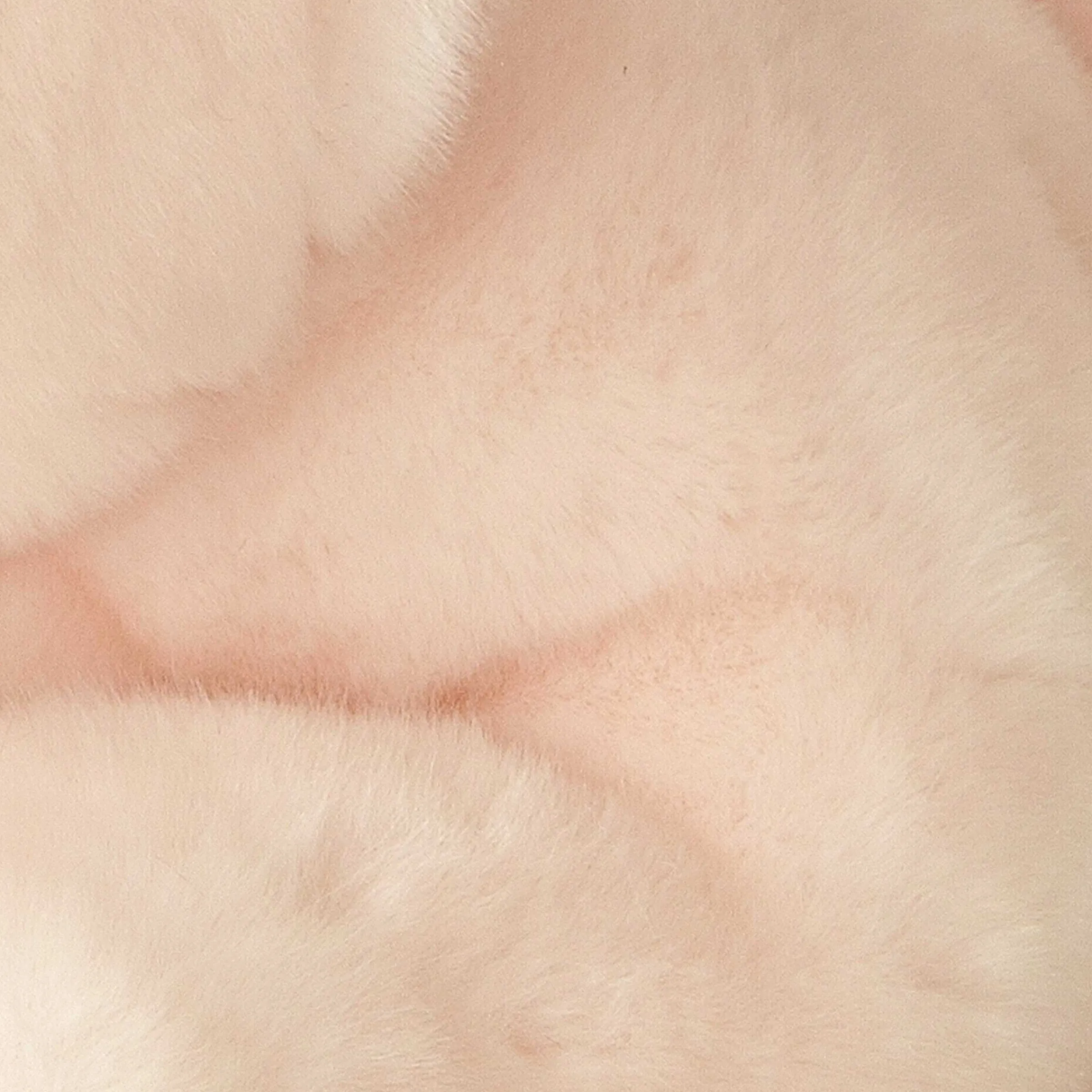 Fashion - Miyoni® - Pig Miyoni®