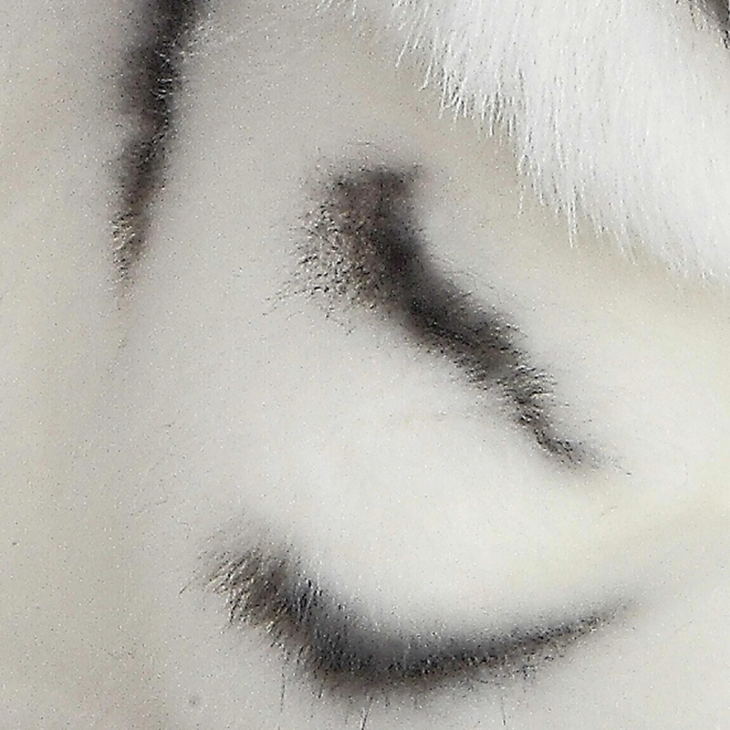 Online - Miyoni® - White Tiger Miyoni®