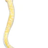 Online - Snake - 50" Albino Burmese Python Pets