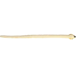 Clearance - Snake - 50" Mango Corn Snake Pets